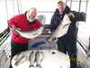 (04/11/2008) - Nice Striped Bass