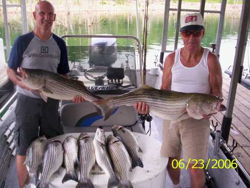 Limit of Striped Bass