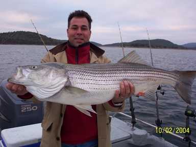 Nice Striped Bass