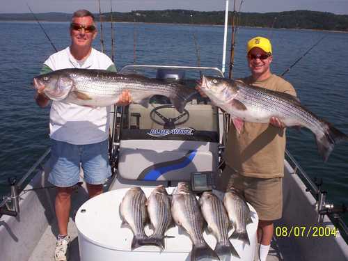 Nice mess of Stripers