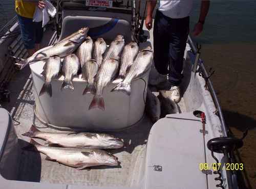 Nice Fish -- Striped Bass