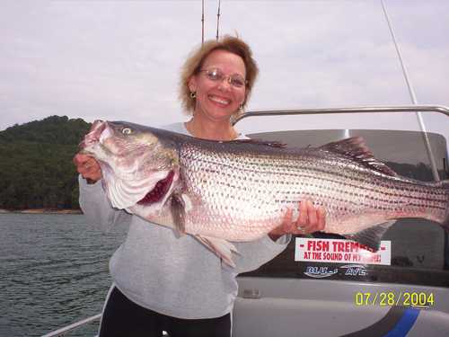 Nice Striped Bass