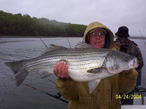 Now that is a Hog Striper