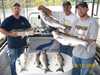 (09/13/2008) - Nice Striped Bass