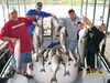 (08/18/2008) - Nice Striped Bass