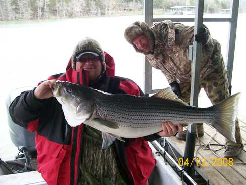 Nice Striped Bass