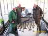(10/28/2008) - Nice Striped Bass