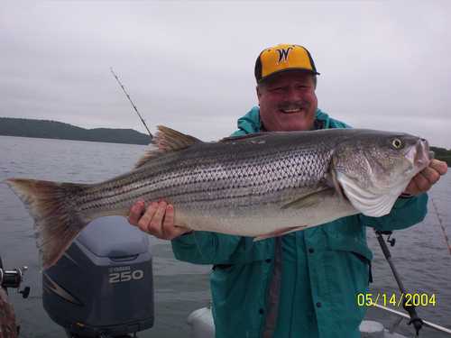 Nice Striped Bass