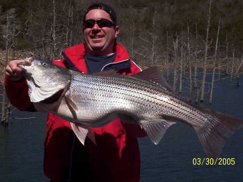 Nice Striped Bass