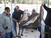(10/11/2018) - Nice Striped Bass