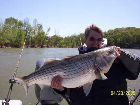 Nice Striped Bass