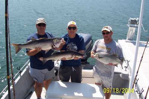 Nice Striped Bass