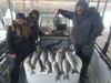 (11/18/2018) - Nice Striped Bass