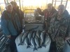 (11/20/2018) - Nice Striped Bass