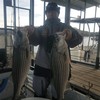 (01/18/2019) - Nice Striped Bass
