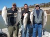 (03/26/2019) - Nice Striped Bass