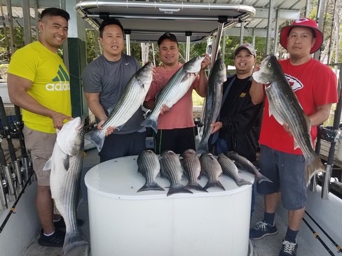 Nice Striped Bass