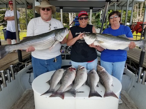 Nice Striped Bass