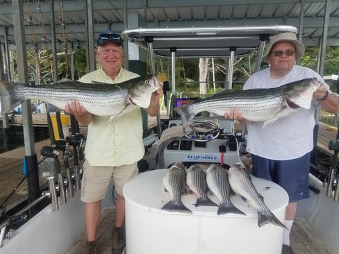 Nice Striped Bass