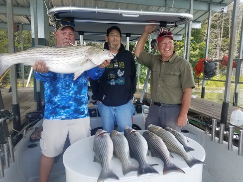 Nice Striped Bass