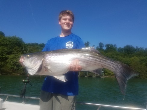 Nice Striped Bass