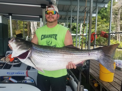 Nice Striped Bass