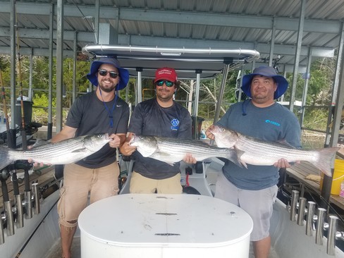 Nice Striped Bass