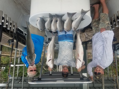 Nice Striped Bass