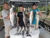 (08/09/2019) - Nice Striped Bass