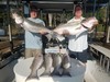 (08/17/2019) - Nice Striped Bass
