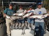 (09/15/2019) - Nice Striped Bass