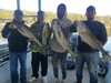 (10/13/2019) - Nice Striped Bass