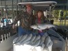 (10/21/2019) - Nice Striped Bass