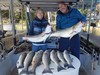(10/22/2019) - Nice Striped Bass