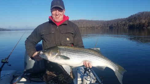 Nice Striped Bass