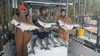 (03/20/2020) - Nice Striped Bass