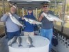 (04/26/2020) - Nice Striped Bass