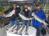 (05/21/2020) - Nice Striped Bass