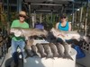 (06/18/2020) - Nice Striped Bass