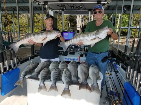 Nice Striped Bass