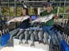 (07/06/2020) - Nice Striped Bass