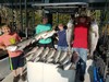 (07/08/2020) - Nice Striped Bass