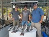 (07/15/2020) - Nice Striped Bass