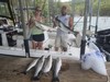 (07/15/2021) - Nice Striped Bass