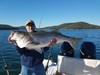 (09/25/2021) - Nice Striped Bass