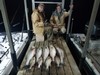 (01/13/2022) - Nice Striped Bass