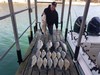 (03/16/2022) - Nice Striped Bass