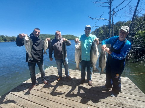Nice Striped Bass