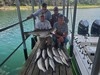 (08/23/2022) - Nice Striped Bass