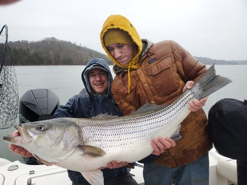 Nice Striped Bass